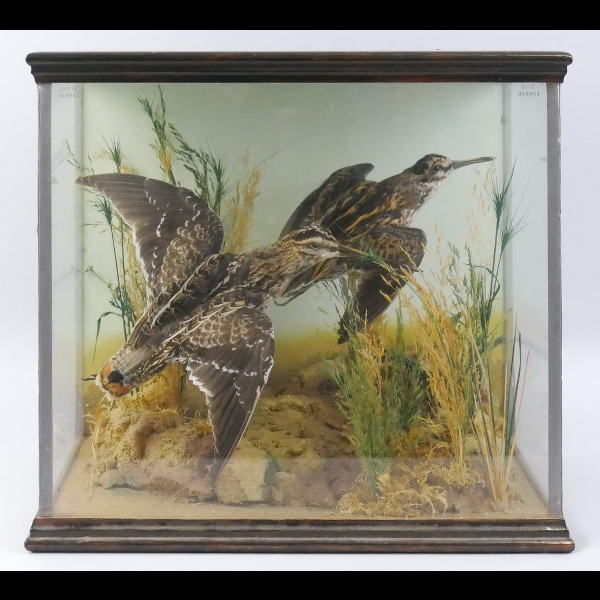 Taxidermy - a pair of snipe